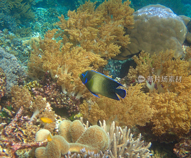 蓝天使鱼(Pomacanthus semi - iratus)游于珊瑚间